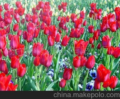 馥郁芬芳，恒久绽放——【厂家供应】长效香味粉全系列详解