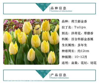 金华市荷兰郁金香种球批发市场行情与百合科技种业简介