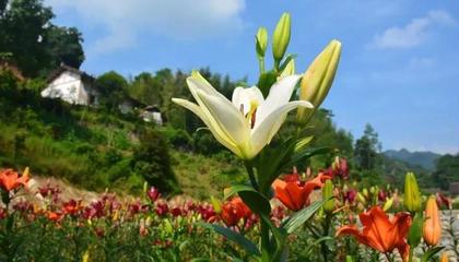 相约石泉端午盛会，探秘饶峰驿站七彩花海与百合科技