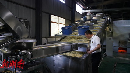 希望的田野|中方 百合喜迎丰收季，新型机械化助力“龙牙百合”产销两旺